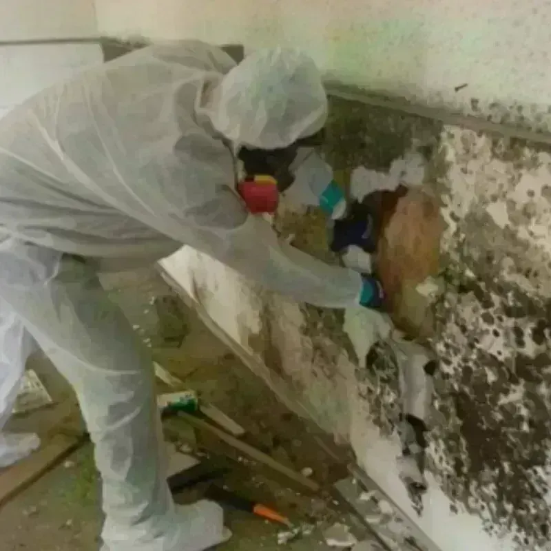 Mold Remediation and Removal in La Presa, CA